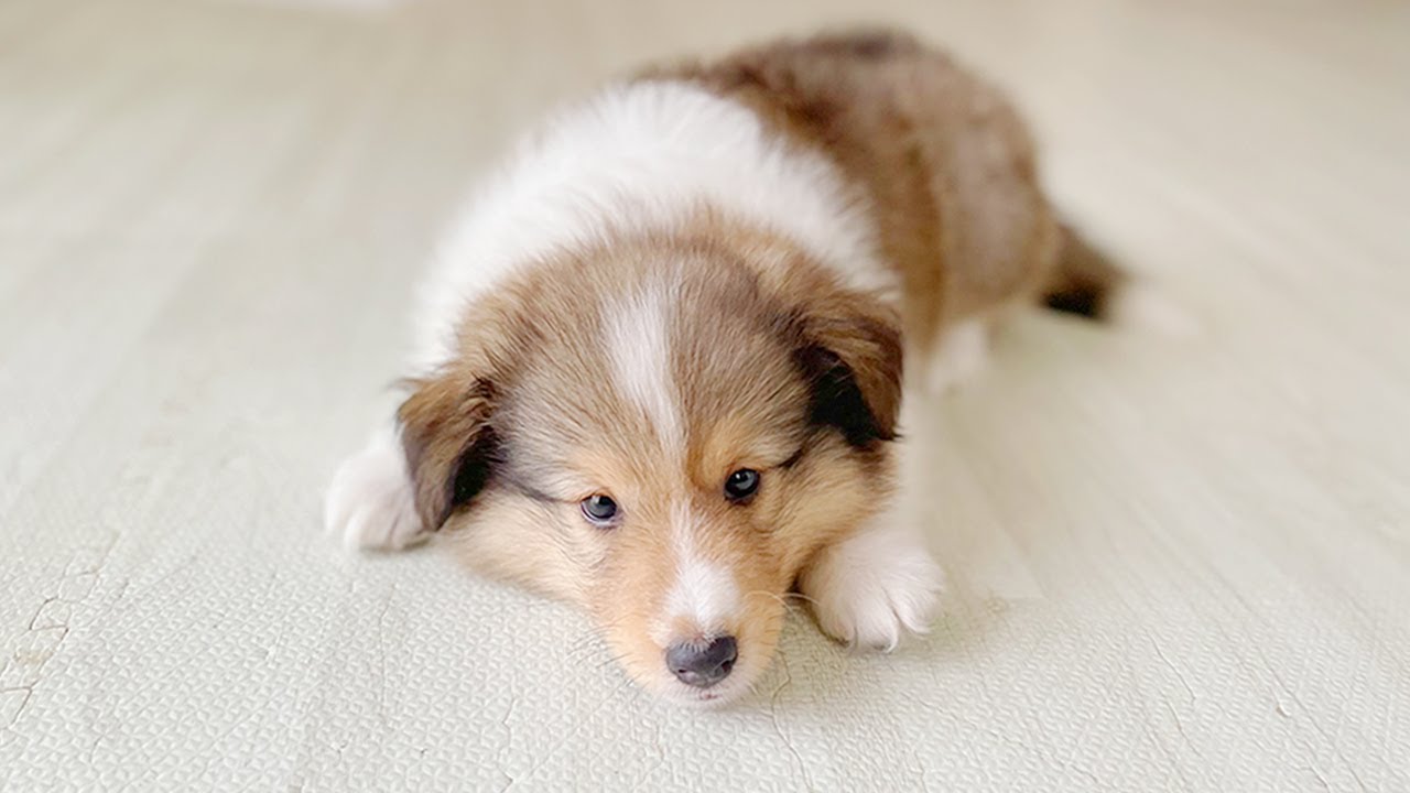 【生後2ヶ月】シェルティ女の子をお迎えしました🎉😊we started raising a sheltie