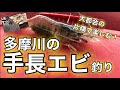【テナガエビ釣り】多摩川の手長エビ釣り！ の動画、YouTube動画。
