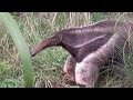 Giant Anteater! | The Bronx Zoo | Children's Zoo Highlights