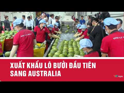 Xuất khẩu lô bưởi đầu tiên sang Australia | VTV24