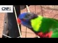 Colorful birds land on john d villarreal in 1080p