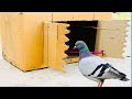 How To Make Cages with Cardboard Box | Pigeon Trap | Bird Trap Easy And Fast With New Ideas |