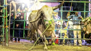 NADIE QUERIA MONTARLO POR QUE ES MUY BRAVO || Rancho Los Traficantes en San Diego La Mesa Puebla