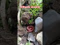Discovering Millipede sleeping #millipedefacts #millipede