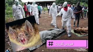 مصيبة فيروس كورونا ☠️ صينين ياكلوا خفافيش??