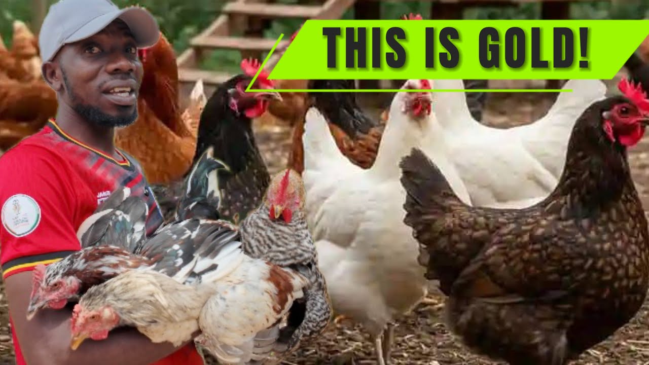 I Tried Farming With 50 Chickens