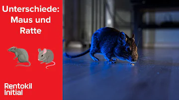 Sind Wo Mäuse sind auch Ratten?