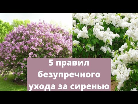 Видео: Удобрение сирени - Когда и как удобрять кусты сирени