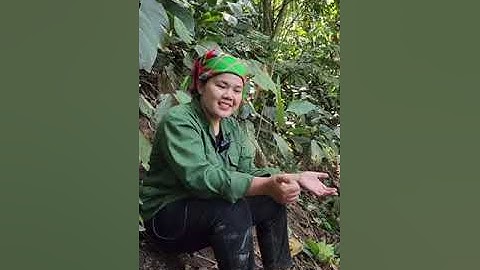 Cách tìm mật ong rừng ở Tây Bắc