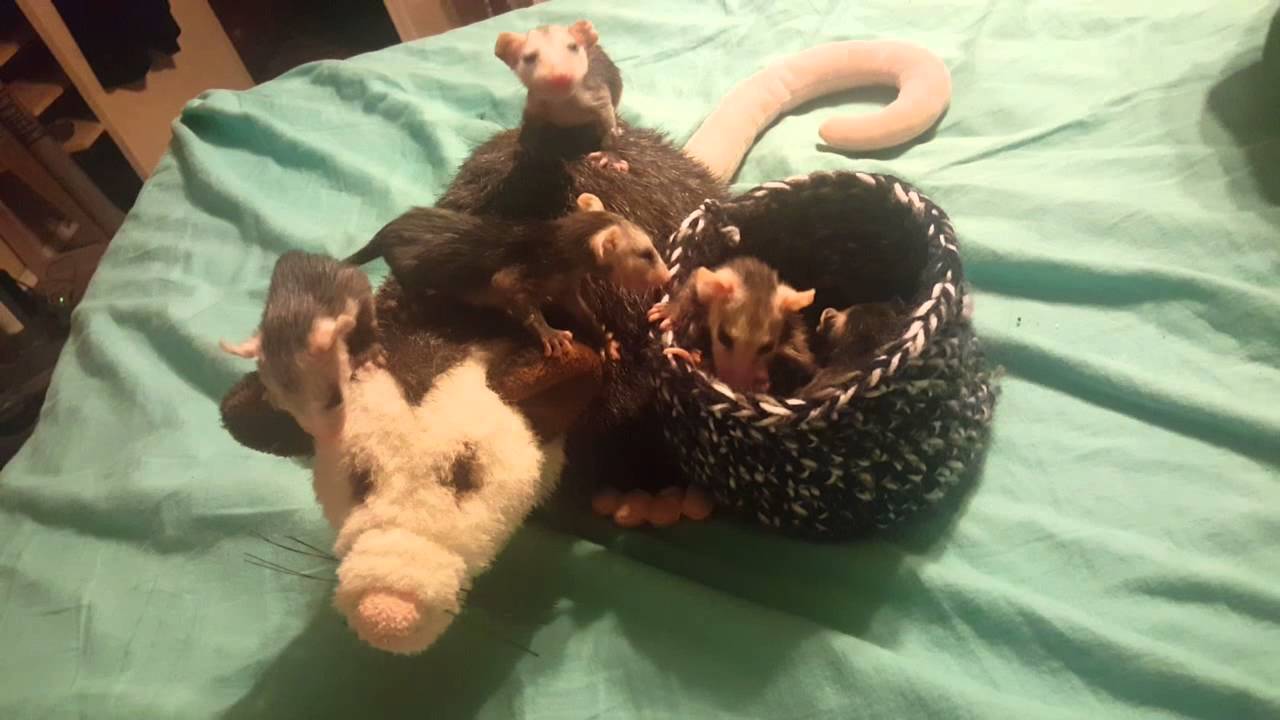 opossum stuffed animal with babies