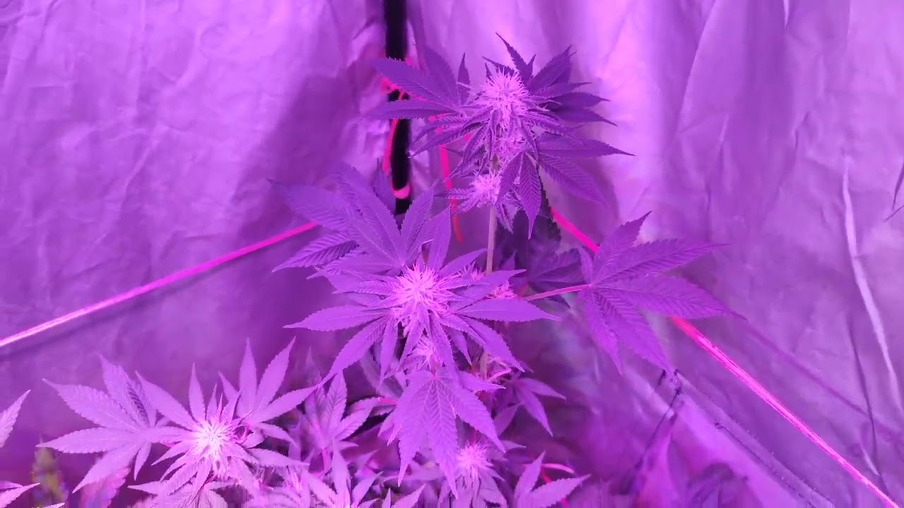 18+ Seguimiento Sweet Critical 2.0 de 00seedsbank.