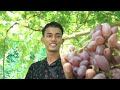 AXYLS VINEYARD | GRAPES FARM IN NUMANCIA, AKLAN