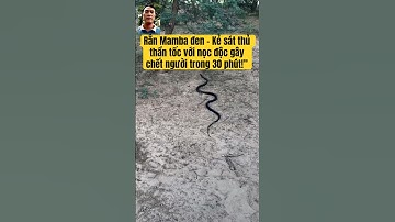 Rắn Mamba đen – Kẻ sát thủ thần tốc với nọc độc gây chết người trong 30 phút!” #Mambaden
