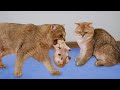 Mom cat carries newborn kittens to dad cat for the first time
