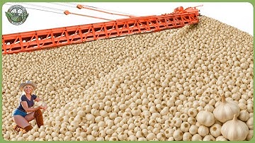 How Millions Tons of Garlic Are Processed - Massive Garlic Farming & Processing