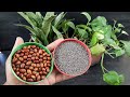 How to make organic fertilizer from mustard seeds and nuts for any plants