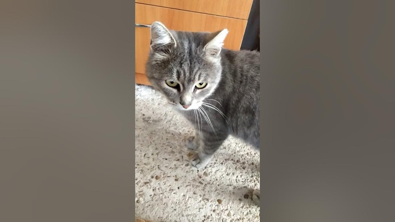 Звуки раздраженного кота. Звуки раздраженного кота