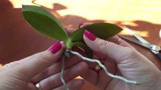 Отделяем детку от мамы. Как отделить детку от орхидеи ?(, 2015-08-15T15:00:00.000Z)