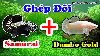 Thử Ghép Đẻ Cá Betta SAMURAI Và DUMBO GOLD -  Cập Nhật Bầy ALIEN Lai FANCY┃Đồng Quê Channel