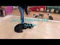 Gordon Setter, Murphy | Gordon Setter Dog Training | Off Leash Gordon Setter Gordon Setter, Murphy | Gordon Setter Dog Training | Off Leash Gordon Setter