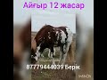 Айғыр сатылады 850 000т Тараз/Аса тел: 87779444039