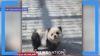 What were they thinking? Zoo tricks visitors by painting dogs as panda cubs | Dan Abrams Live