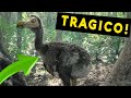 El triste final del dodo  la tragica extincin que conmociono al mundo 