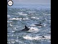 Animals in the Wild | Dolphin Super Pod