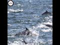 Animals in the Wild | Dolphin Super Pod