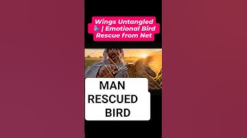 Wings Untangled 🐦 | Emotional Bird Rescue from Net #BirdRescue #AnimalShorts #Veo3