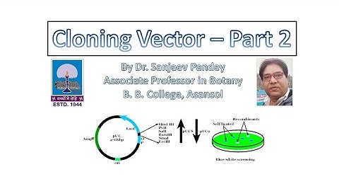Cloning Vectors -  Part 2: Sp@BIO