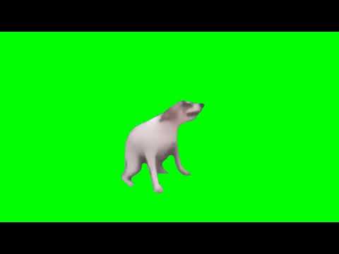 Dance Dog Green Screen