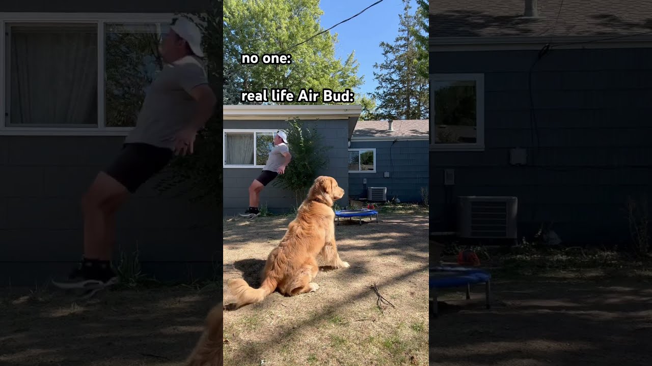 Adorable Dog Attempts Flip Off Of Trampoline Dogsofyoutube Goldenretriever Funnyanimals