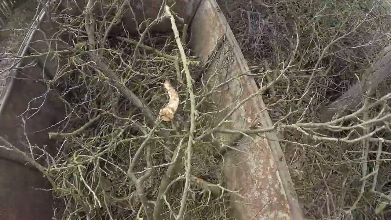 Práce na zahradě #chainsaw #garden #husqvarnapower #work #zetorpower #farmlive #drive 