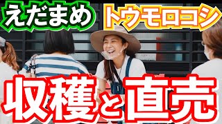 【トウモロコシ、枝豆】甘々娘の収穫の様子と直売の様子。甘々娘は朝4時に収穫してその日のうちに静岡市で直売しています