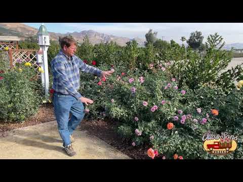 Video: Aflați despre trandafiri Grandiflora și trandafiri hibridi de ceai