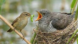 This Bird Is Nature’s Master Deceiver | From Egg to Survivor | Common Cuckoo
