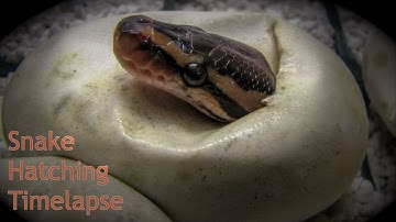 Ball Python Maternal Incubation: qWatch eggs hatch in this time lapse