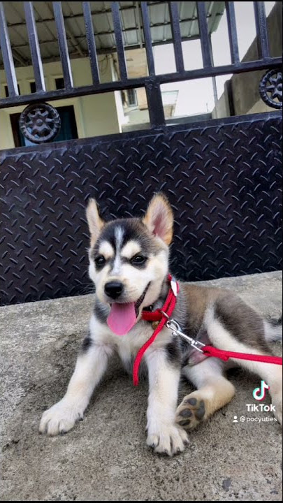 husky dari bayi sampai umur 2 bulan lincah