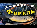 Форель и Хариус. Рыбалка в Ленинградской области. Май 2024.