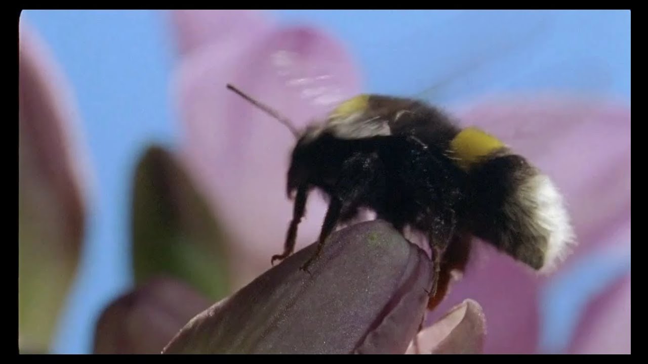 Carbon Based Lifeforms - World Of Sleepers ᴴᴰ Music Video