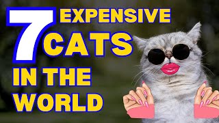 7 Most Expensive Cats In The World