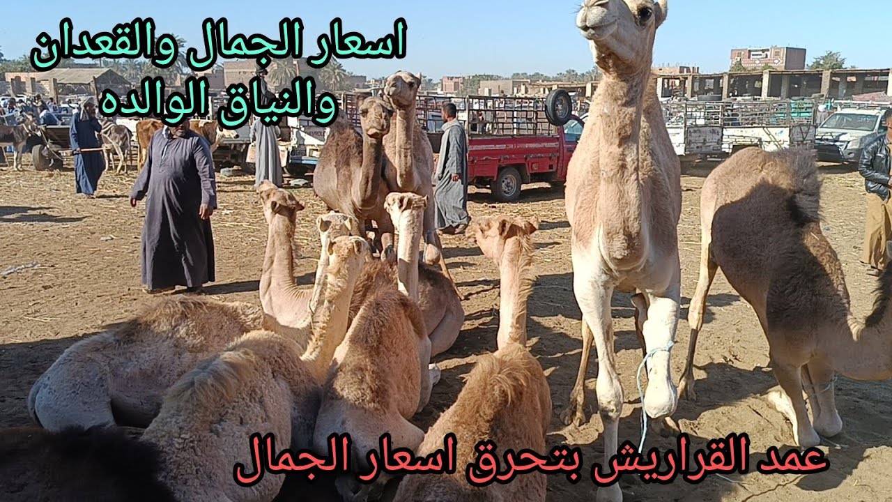 اسعار الجمال والقعدان والنياق الوالده داخل سوق دراو بمحافظة أسوان بتاريخ ٢٠٢٥/٣/٤