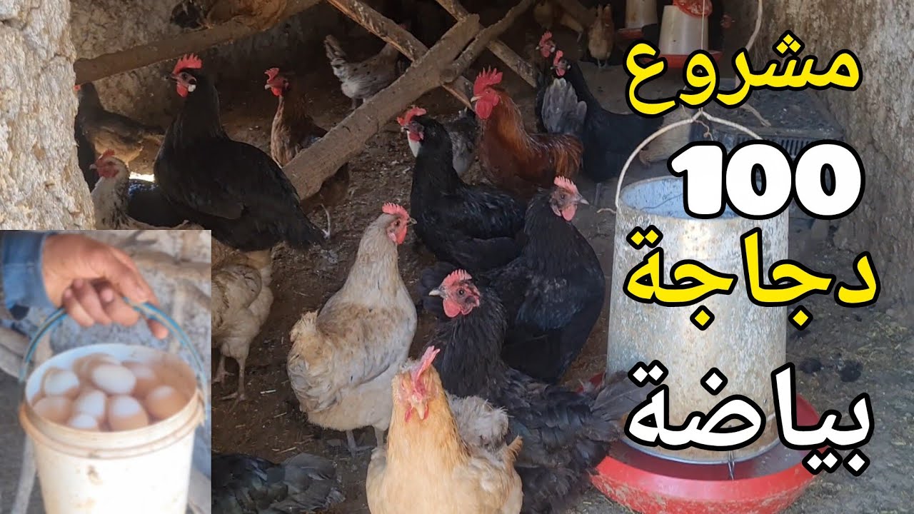 مشروع تربية 100 دجاجة بلدية بياضة سر النجاح 
