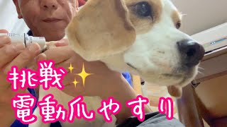 爪切りが嫌いなので爪やすりに挑戦してみたビーグル犬さつき氏 Satsuki The Beagle
