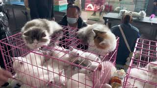 宠物市场各个品种的猫全都有猫价格便宜的无法形容