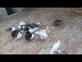 Fancy kabootar for sale pakistan american lakka gubare pigeons irfan85f fancy birds  collection