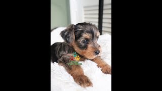 RARE YORKIE PUPPY MAX SUPER CUTE!