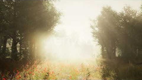 Clearing in the Forest in Sunny Summer Morning | Motion Graphics - Envato elements