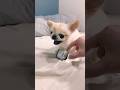Kuchi Kuchi Chihuahua Vs French Bulldog Take Toy Dog Frenchbulldog Chihuahua Cachorro Cao 